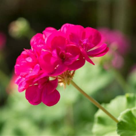 Geranium (Pink) – Plant – Puspita Nursery