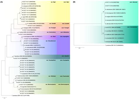 Occurrence of Aflatoxins and Ochratoxin A during Merkén Pepper Powder ...