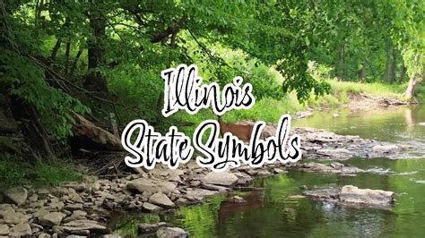 Illinois State Symbols – WGN-TV