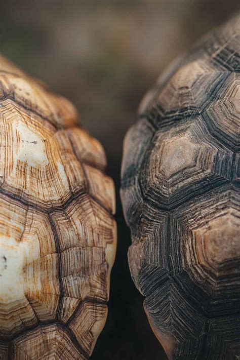 Image result for Unhealthy Turtle Shell