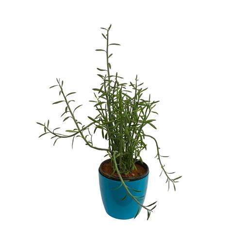 Cactus Culture Exotic Rare Plants Euphorbia Tiru-calli Pencil Tree Liv ...