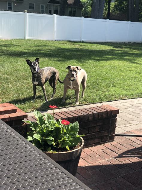 Pet Angel Memorial Center Prices at Bambi Foust blog