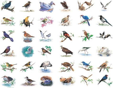 Seasonstorm Watercolor Birds Stickers for India | Ubuy
