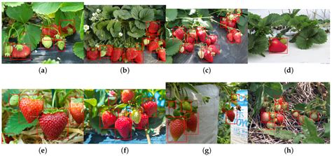 DeepFruits: A Fruit Detection System Using Deep Neural Networks