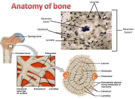 Microscopic Bone Matrix Figure 的图像结果