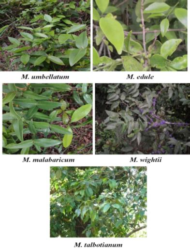 Fig. 1: Leafy branches of different species of Memecylon (Source ...