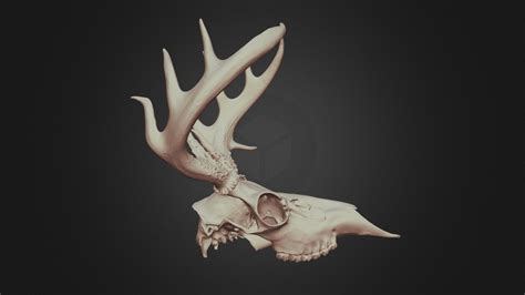 Image result for Exploding Deer Skull