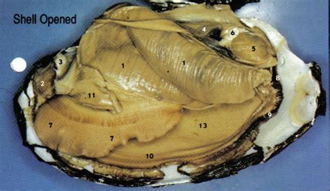 Image result for Calm Shell