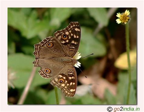 go2india.in : Butterfly