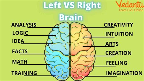 Know About The Right-Brained People and Their Characteristics.
