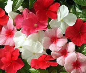 Crapulous Vinca Mix Flower Seed Price in India - Buy Crapulous Vinca ...