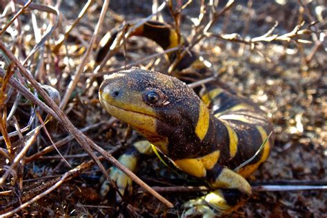 Poetry Of Spirit And Light: Barred Tiger Salamander