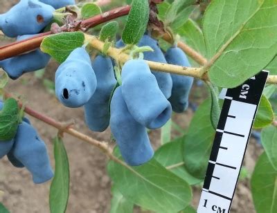 Лучшие самоплодные сорта жимолости 2025 года: какие сорта самоплодной ...