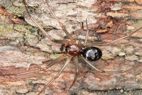 Steatoda Grossa