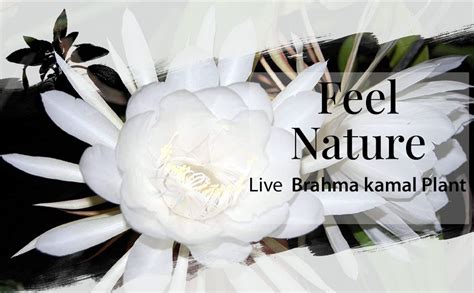 Green Paradise Brahma kamal Live Plant (Set of 2) : Amazon.in: Garden ...