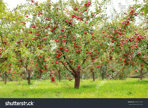 Image result for Apple Tree Farm