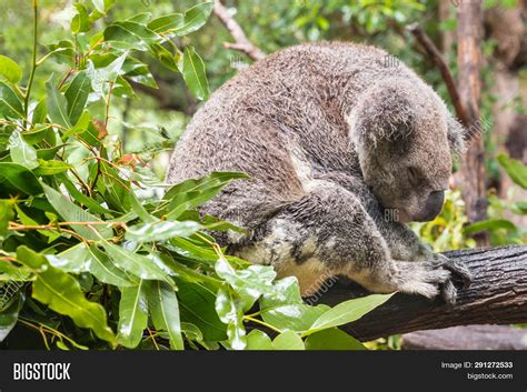 Wet Koala