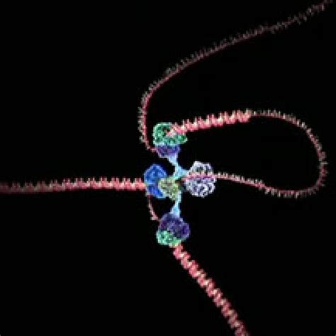 Image result for Advanced DNA Replication Animation