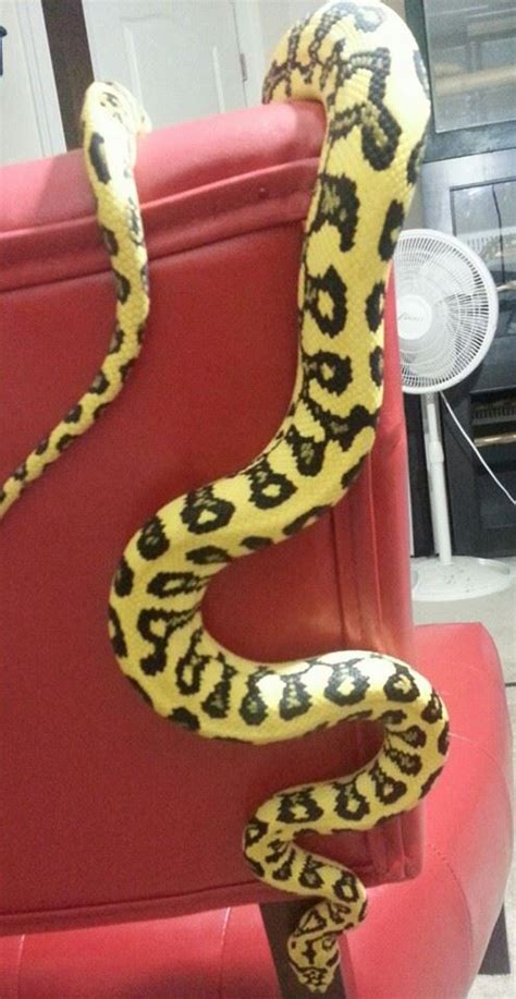 Jungle Jaguar Carpet Python