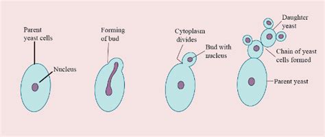 Reproduction in Plants Chapter Notes - Class 7 PDF Download