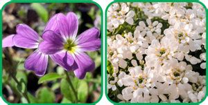 Agrey Candytuft Mix Color (50 Seeds) And Cheiranthus Maritimus Mix ...