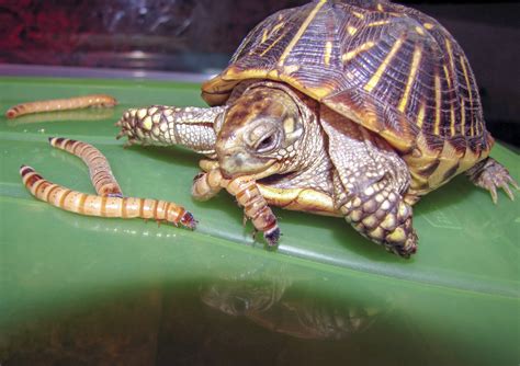 Can Tortoises Eat Hornworms at Danielle Cooper blog