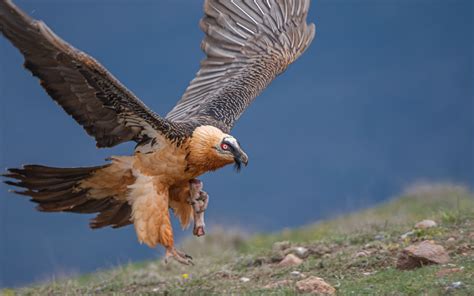 Bearded Vultures and Beyond: Where to See Nature’s Clean Up Crew