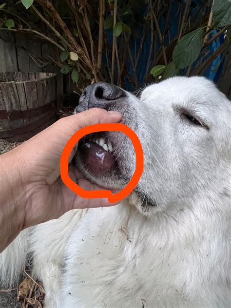 Why Is My Dogs Bottom Lip Swollen