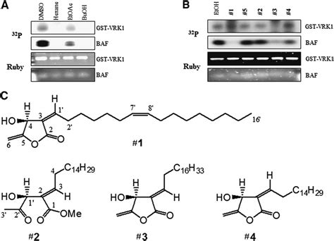 Image result for Extracts BAF
