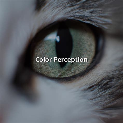 How Animals See Color 的图像结果