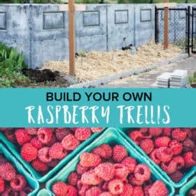 Image result for How to Support Raspberry Bushes