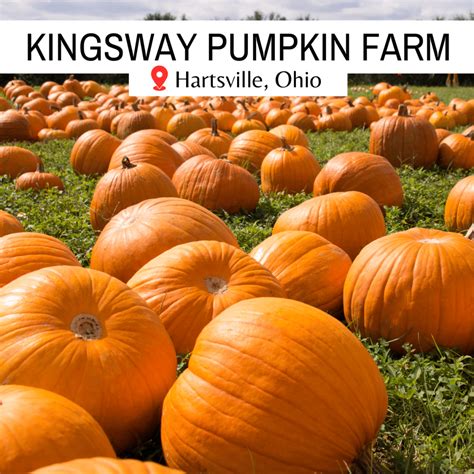 Kingsway Pumpkin Farm - Visit Ohio Today