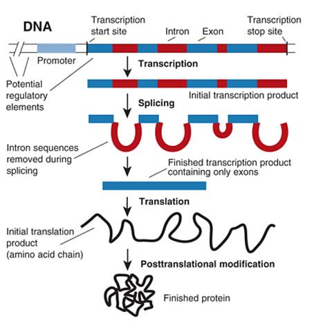 Image result for Genome Expression