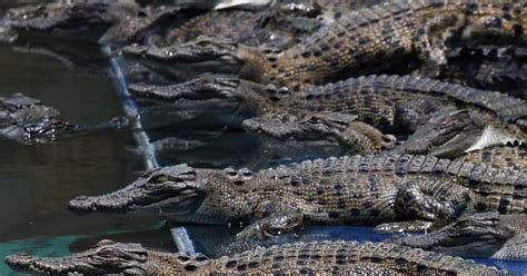 Australian crocodiles to be cruelly slaughtered on new Hermès farm