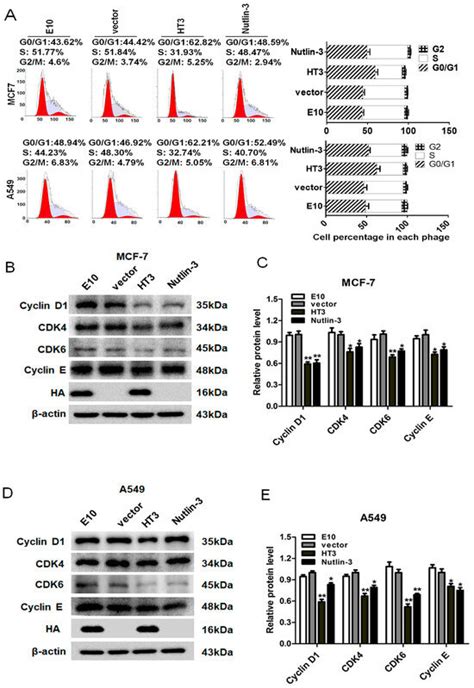 The Intrabody Against Murine Double Minute 2 via a p53-Dependent ...