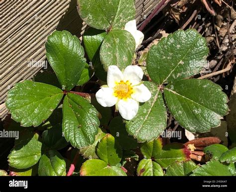 beach strawberry (Fragaria chiloensis Stock Photo - Alamy