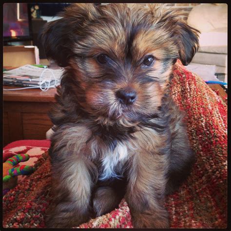 List 90+ Pictures Shih Tzu Yorkie Mix Pictures Sharp