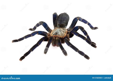 Cobalt Blue Tarantula. stock photo. Image of tarantula - 6168308