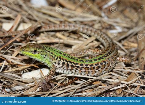 The Italian Wall Lizard or Ruin Lizard (Podarcis Siculus) in Natural ...