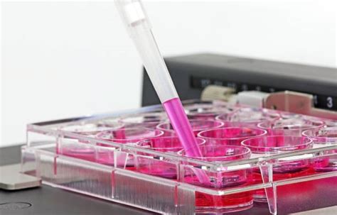 Cell 2D 的图像结果