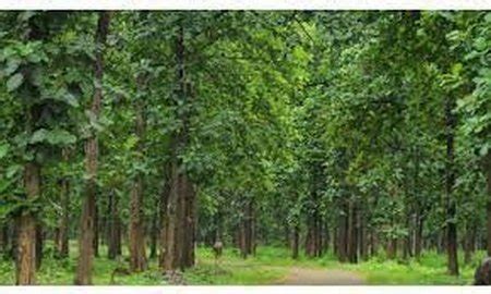 सागौन उत्पाद प्रोत्साहन योजना में बैतूल जिले का हुआ चयन - Narmadanchal News