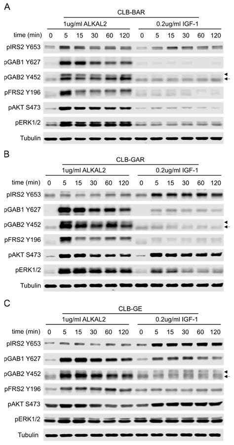 IGF1R Contributes to Cell Proliferation in ALK-Mutated Neuroblastoma ...