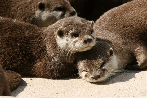 Curiosidades sobre las nutrias – Mundomar Benidorm