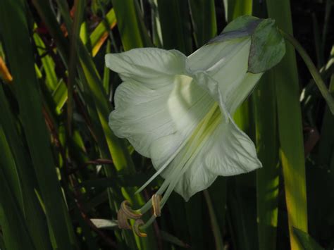 Cobaea scandens Cav. | Plants of the World Online | Kew Science