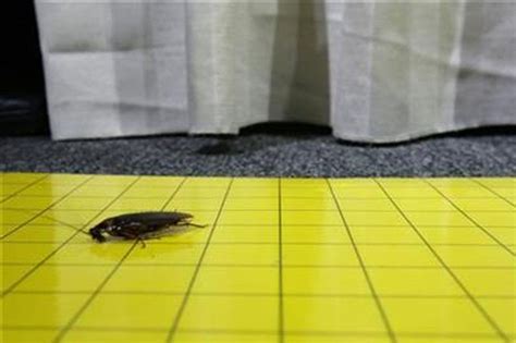 ALAMIN: Bakit di natitinag ang ilang ipis sa insecticide? | ABS-CBN ...