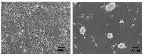 Biocompatibility of Polyimides: A Mini-Review