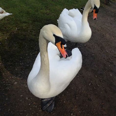 LLISWERRY POND - All You Need to Know BEFORE You Go 2026 (with Photos ...