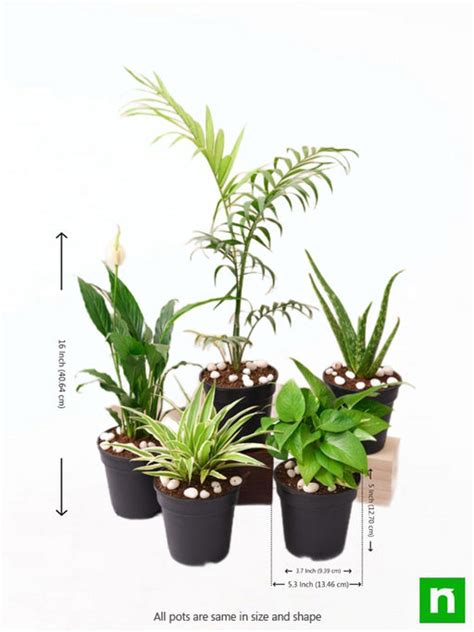 Buy Palm Plants online from Nurserylive at lowest price.