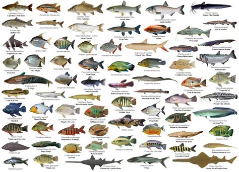 – Ikan Laut Konsumsi Favorit – Jenis ikan Laut Konsumsi best – Pilihan ikan Laut Konsumsi – Favorit ikan Laut Konsumsi – Jenis ikan Laut Konsumsi dan Cara Pilihnya