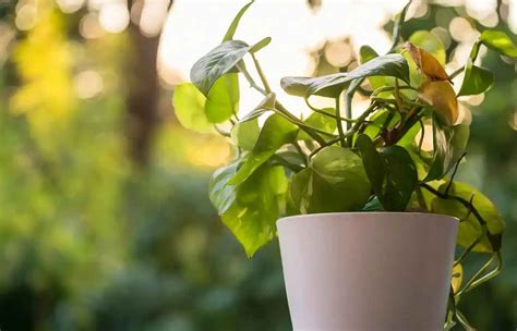 Money Plant : Directions, Benefits & Care Tips for Prosperity